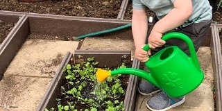 Toddler watering plants